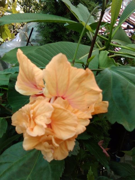  - Hibiscus Capitollio Sport Orange