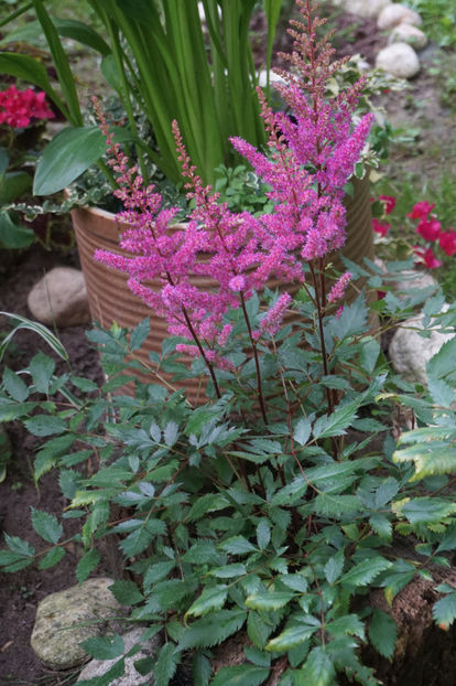  - Astilbe