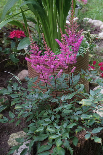  - Astilbe