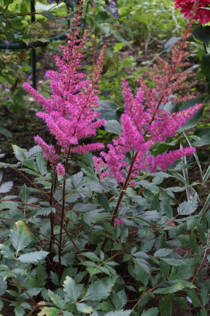  - Astilbe