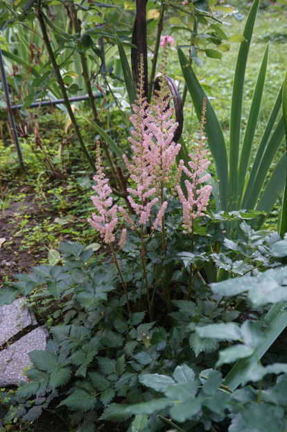  - Astilbe