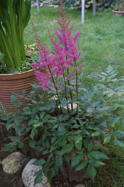  - Astilbe