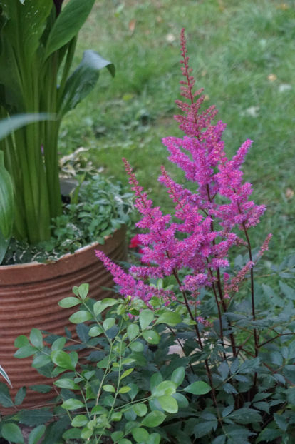  - Astilbe