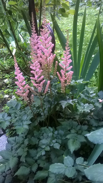  - Astilbe