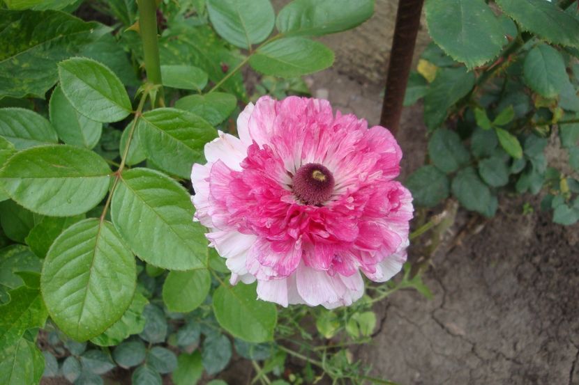 Ranunculus - diverse
