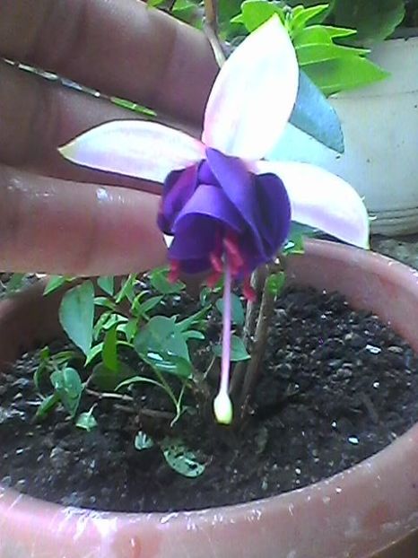 final 2017 - Fuchsia 2017