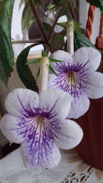 27.06.2018 - Ambroise Verschaffelt- cristalesipietre