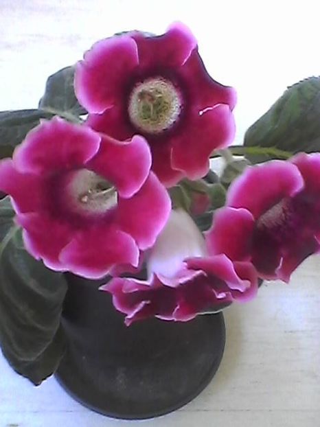 2018 - Gloxinia 2017-- 2018