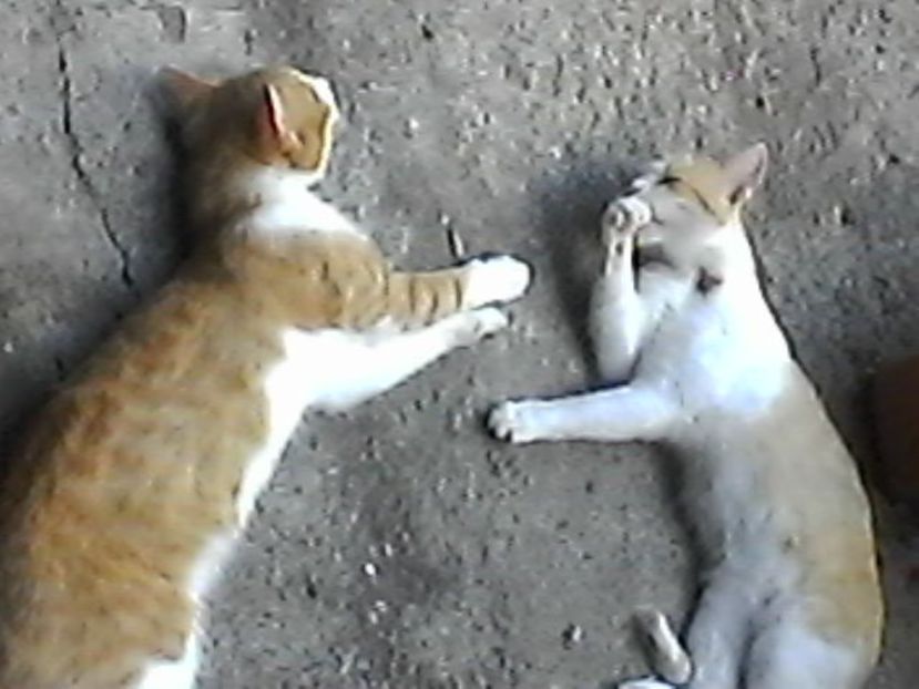 porto si lamaie - Micile mele feline 2018