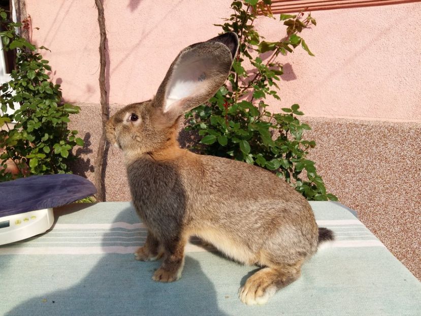 F RO 7  187 - TINERET 2018