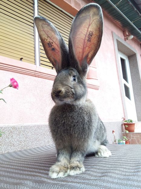 F    RO 7  2820 - TINERET 2018