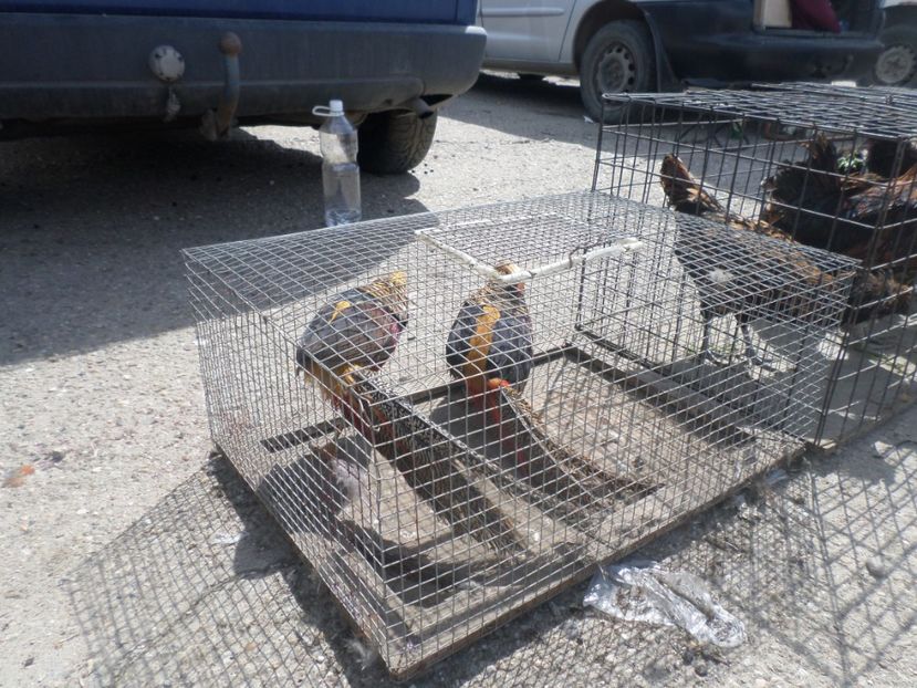 SAM_5095 - TIRG DE PASARI KRUSOVITA BULGARIA 2017-2018