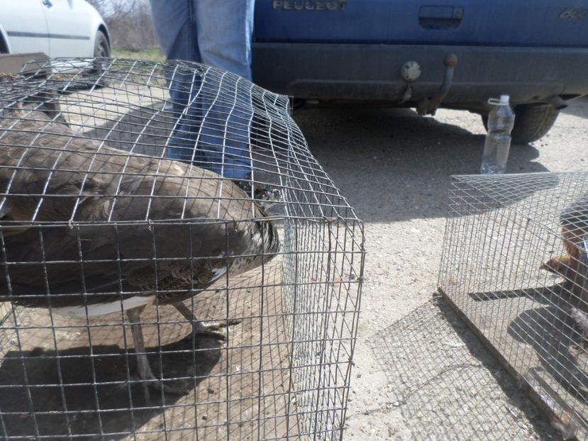 SAM_5096 - TIRG DE PASARI KRUSOVITA BULGARIA 2017-2018