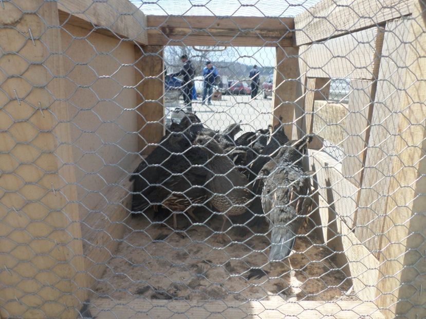 SAM_5099 - TIRG DE PASARI KRUSOVITA BULGARIA 2017-2018