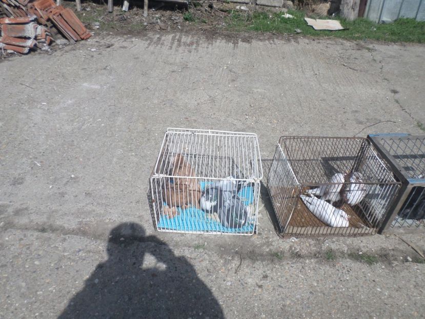 SAM_5102 - TIRG DE PASARI KRUSOVITA BULGARIA 2017-2018