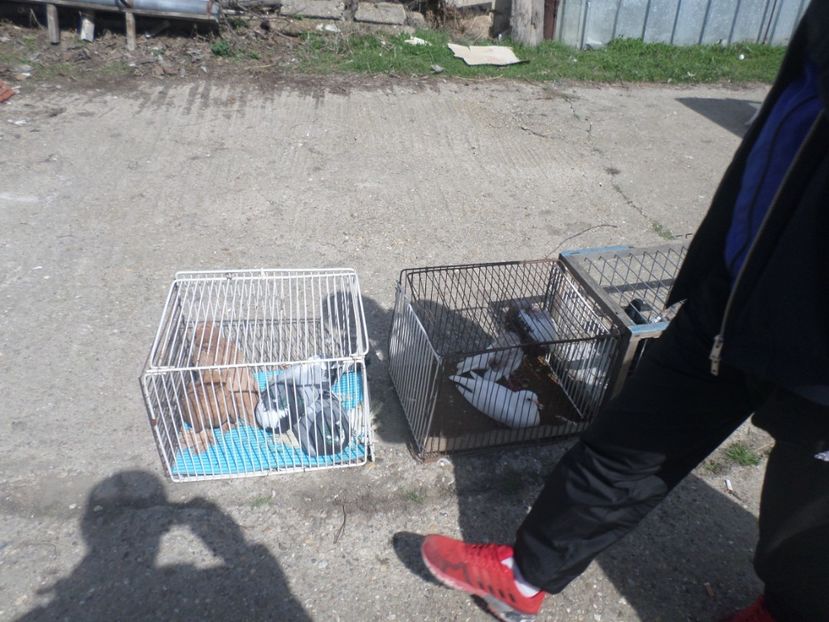 SAM_5103 - TIRG DE PASARI KRUSOVITA BULGARIA 2017-2018