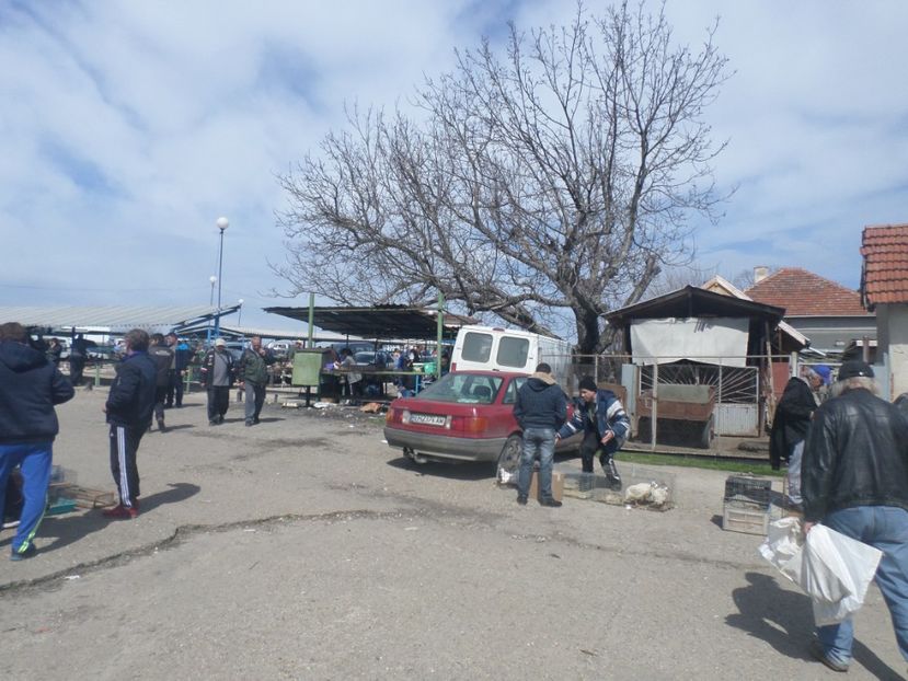 SAM_5107 - TIRG DE PASARI KRUSOVITA BULGARIA 2017-2018