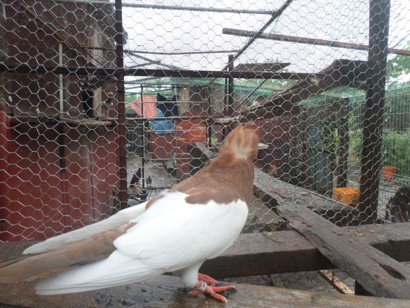 SAM_5144 - JUCATORI DE KOMAROM