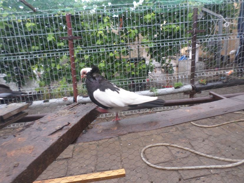 SAM_5147 - JUCATORI DE KOMAROM