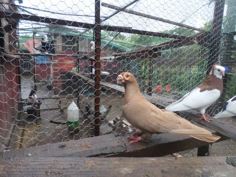 SAM_5153 - BERBER ENGLEZ