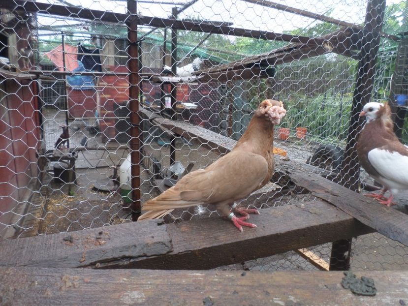 SAM_5155 - BERBER ENGLEZ