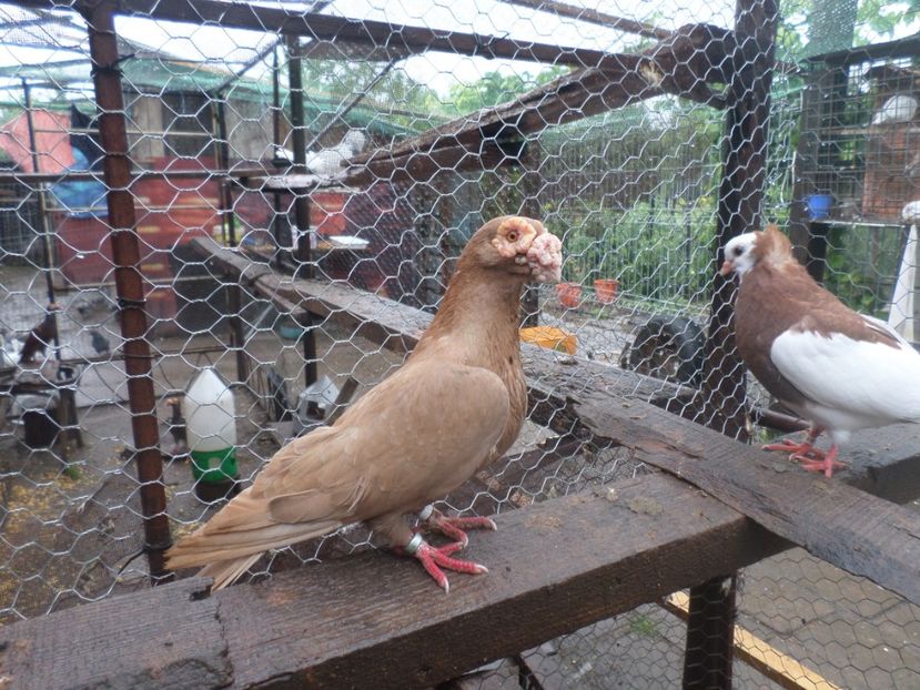 SAM_5157 - BERBER ENGLEZ