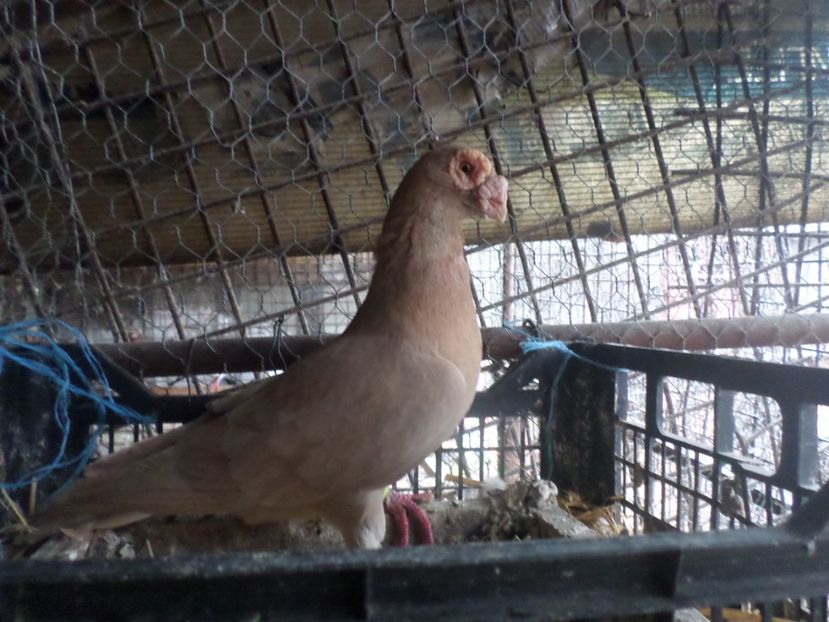 SAM_5158 - BERBER ENGLEZ