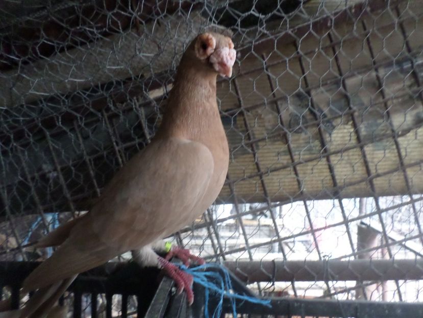 SAM_5160 - BERBER ENGLEZ