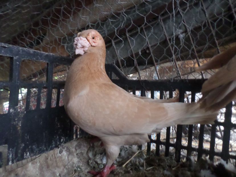 SAM_5161 - BERBER ENGLEZ