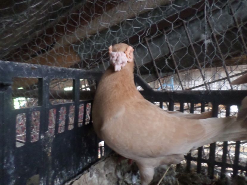 SAM_5162 - BERBER ENGLEZ