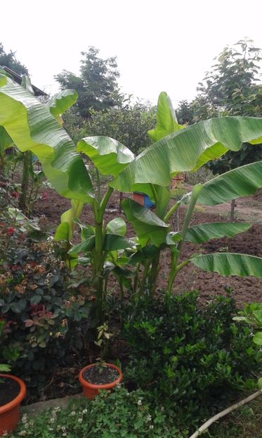 Musa bassjo - Plantele mele 2018