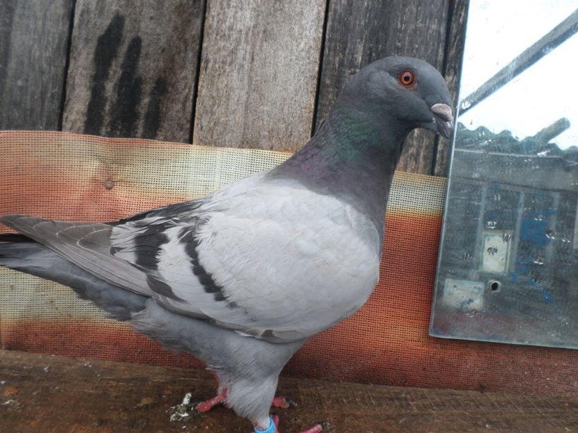 masc 2018 - ARHIVA 2016 -2017-2o18-2019-2020