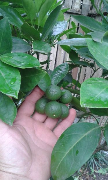 Citrus sinensis moro - Plantele mele 2018