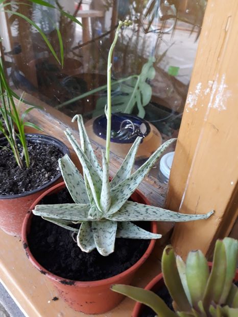 Aloe snowflakes de la auricam - Plantutele mele
