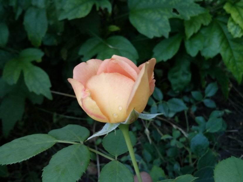  - Lady of Shallot