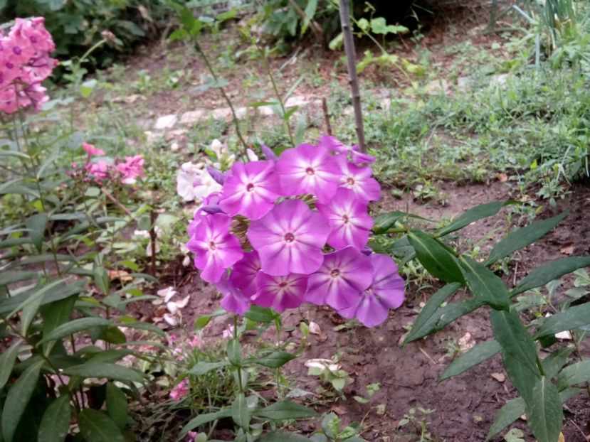  - Phlox zise și brumărele