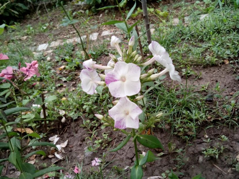  - Phlox zise și brumărele
