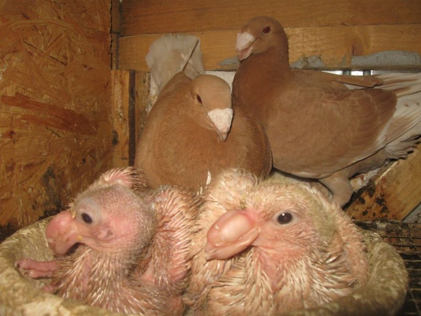 PUII-2018 - PUI 2018