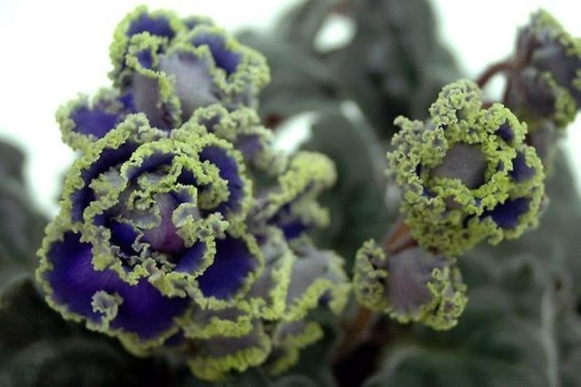 poze net - RS Venice