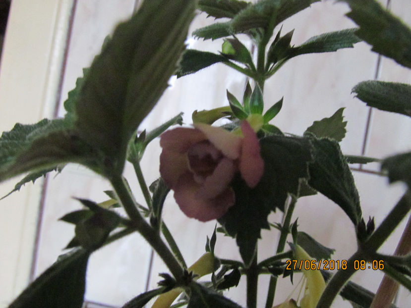  - Yellow English Rose