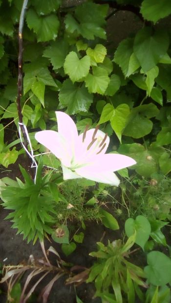 White asiatic lilium - Crini White Heaven