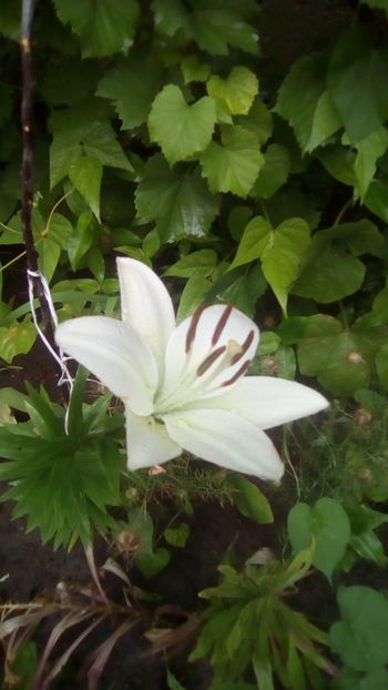 White asiatic lilium - Crini White Heaven