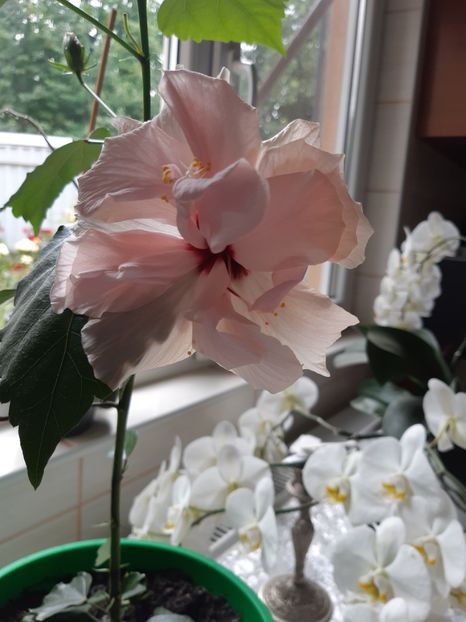  - Hibiscus roz batut 2020