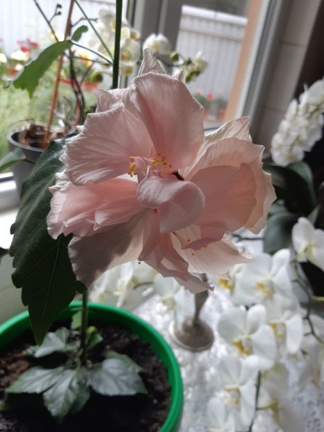  - Hibiscus roz batut 2020