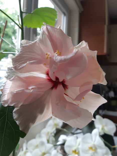  - Hibiscus roz batut 2020