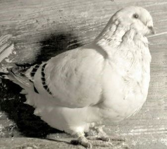 110146545_QWYHFEG3 - - A - ARMONIA