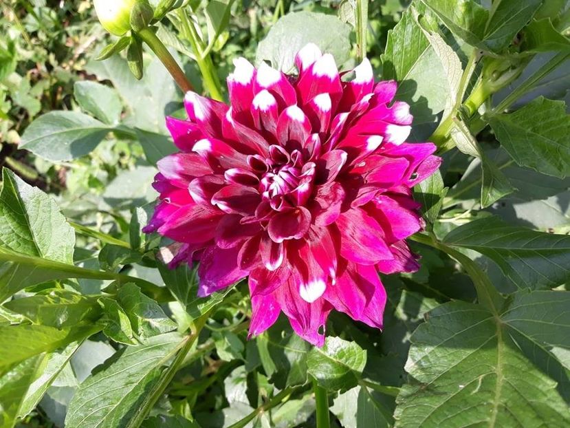  - 2018 - În grădină