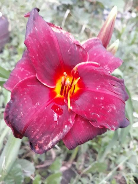  - 2018 - În grădină