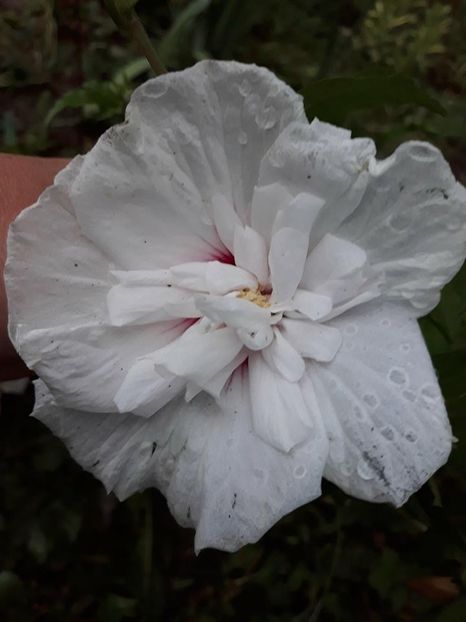  - 2018 - În grădină