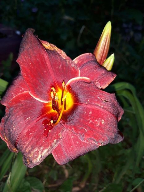  - 2018 - În grădină